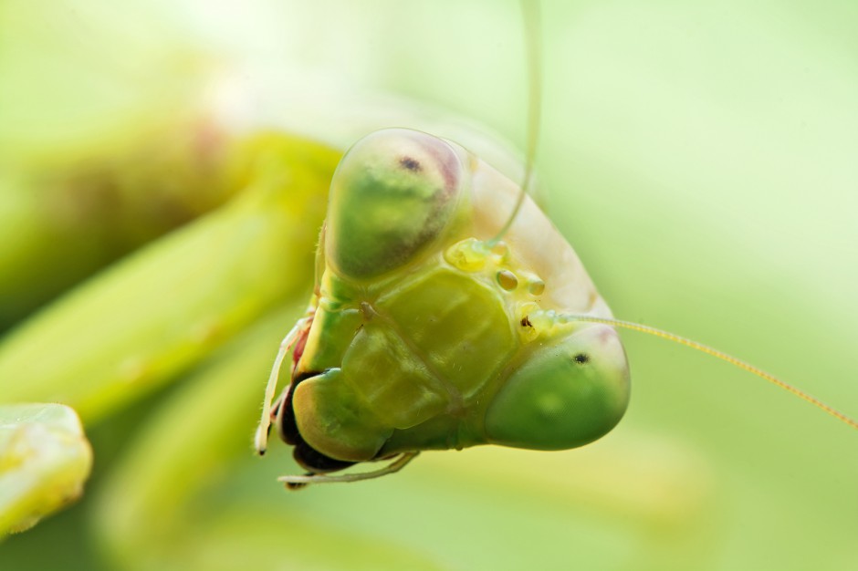 昆虫王者凶悍的螳螂高清图片