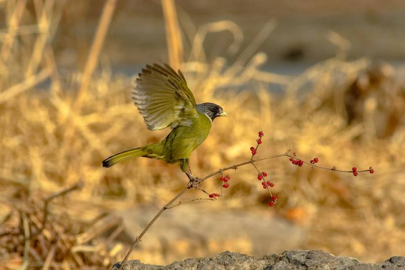 野生鸟类领雀嘴鹎摄影图片