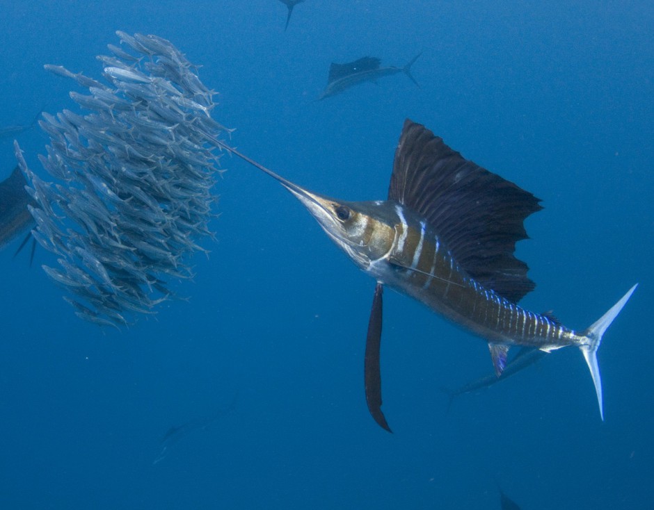深海捕食的长剑鱼图片