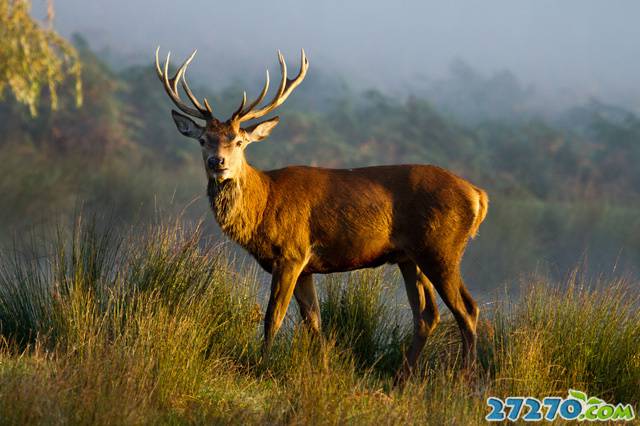 动物世界 各显技能