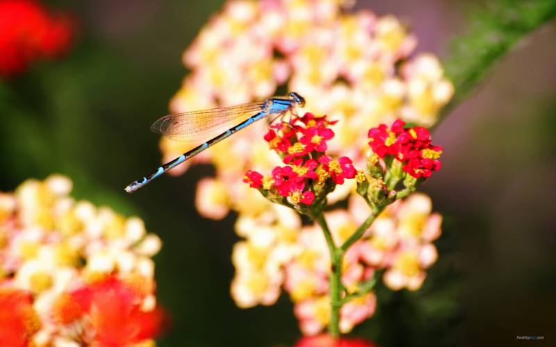 夏天美丽的蜻蜓高清图片