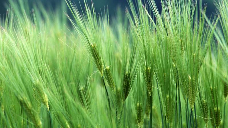 绿色护眼植物微距风景壁纸