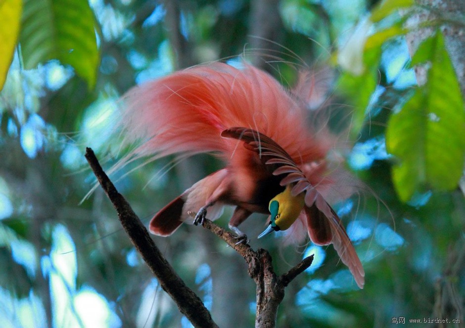 美丽的珍禽新几内亚天堂鸟图片