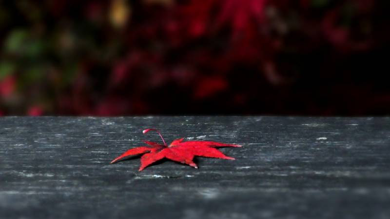 香山红叶秋意浓浪漫风景高清图片
