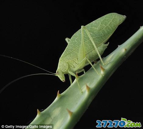 昆虫微距特特写 动物的技能技术