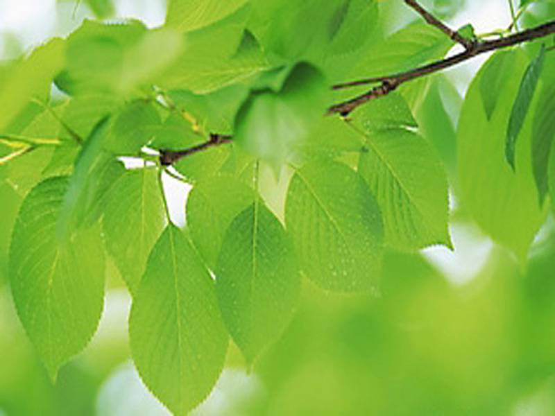 美丽春天生机勃勃组图