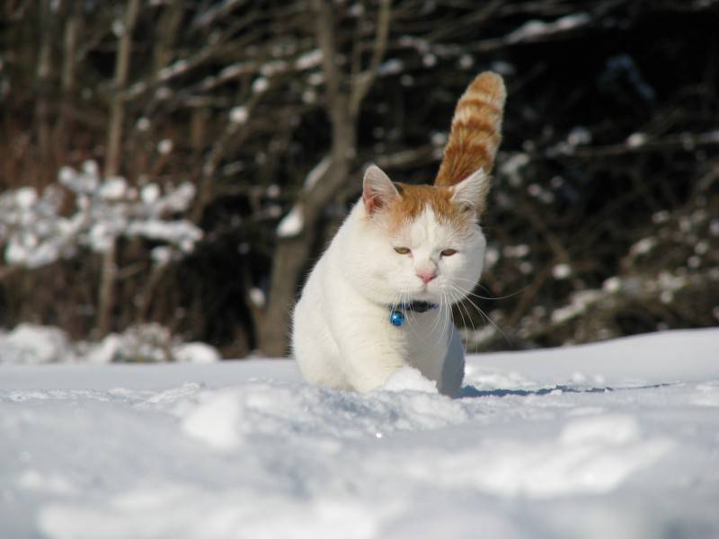 可爱的猫叔叔超憨态高清图片