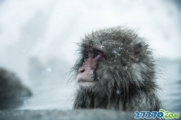 高清雪猴的生活欣赏