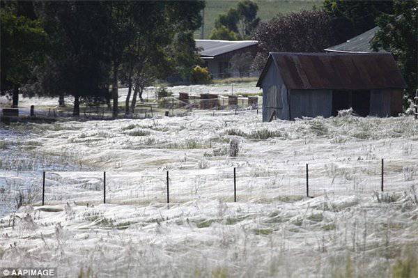 澳大利亚百万蜘蛛从天而降