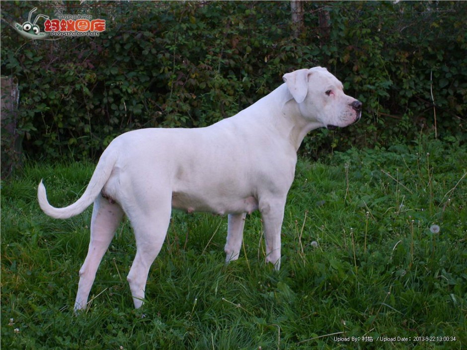 纯白毛色阿根廷杜高犬图片