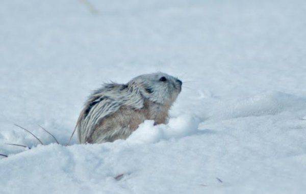 北极旅鼠雪地觅食图片