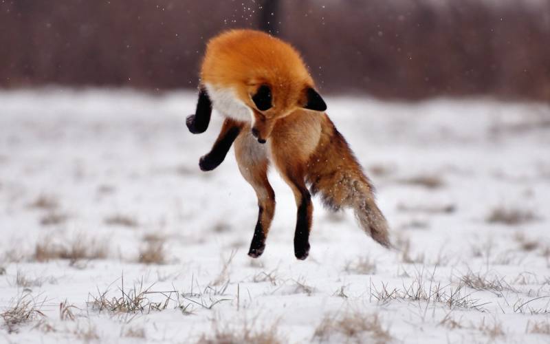身手敏捷的狐狸高清图片欣赏