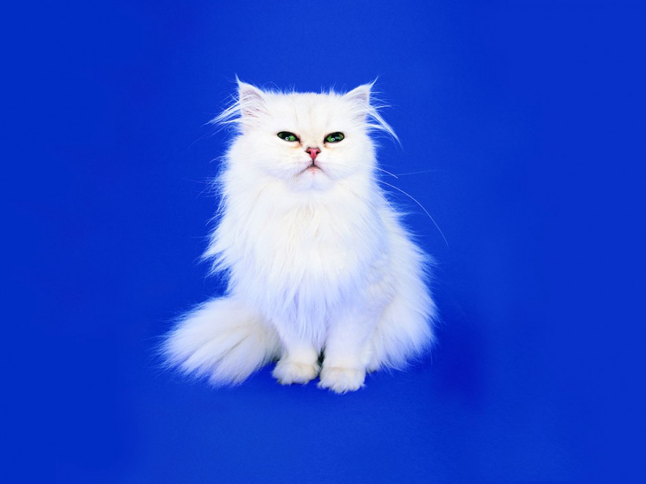 白色长毛波斯猫优雅姿态图片