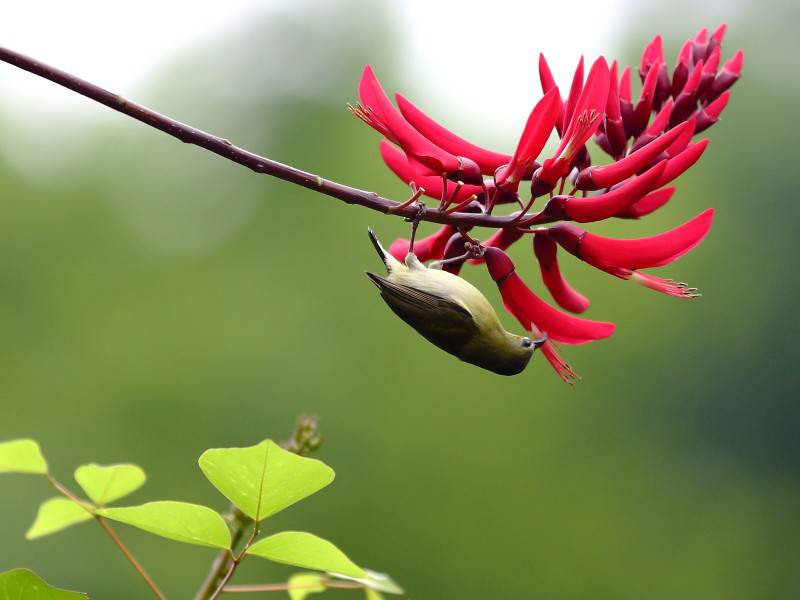 美丽蜂鸟图片高清鸟类摄影特写