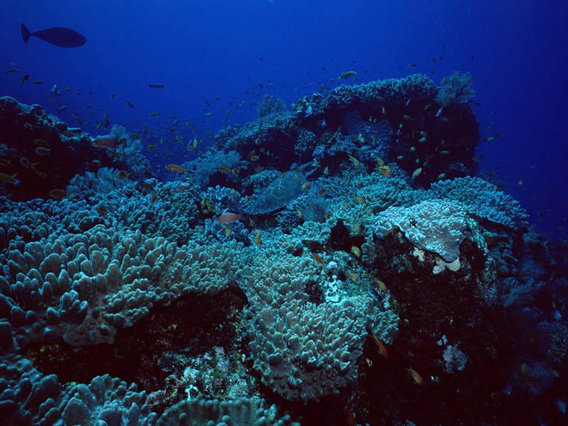 海底世界海洋生物图片赏析