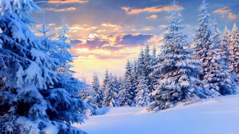 美丽的冬天雪山树林风景图片