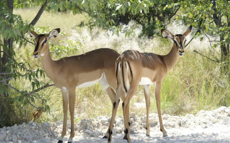 动物世界南海子麋鹿苑高清图片