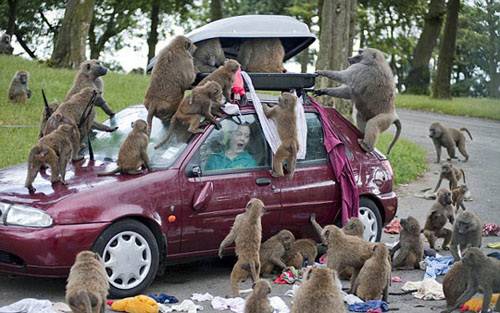 最牛动物猴子搞笑图之打劫汽车