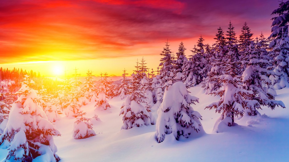 冬天森林公园唯美白色雪景图片