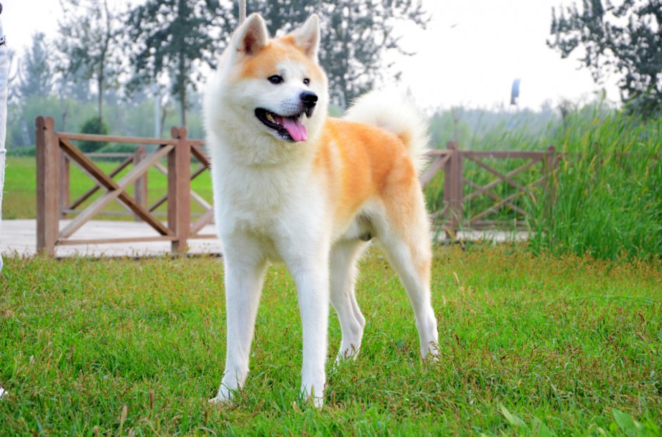 最漂亮的狗狗日本秋田犬图片