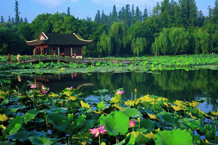 杭州西湖荷花图片清新优雅