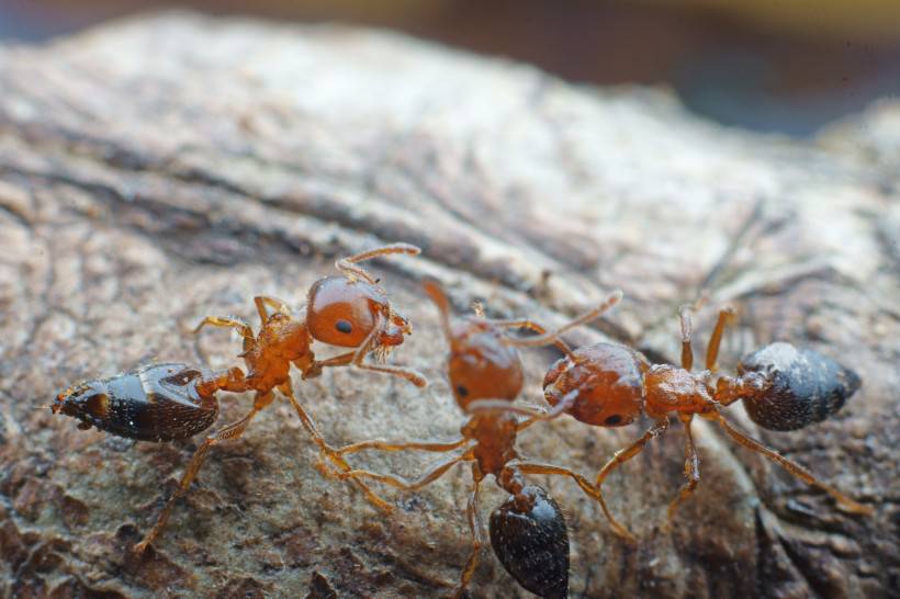 可爱的蚂蚁微距觅食图片