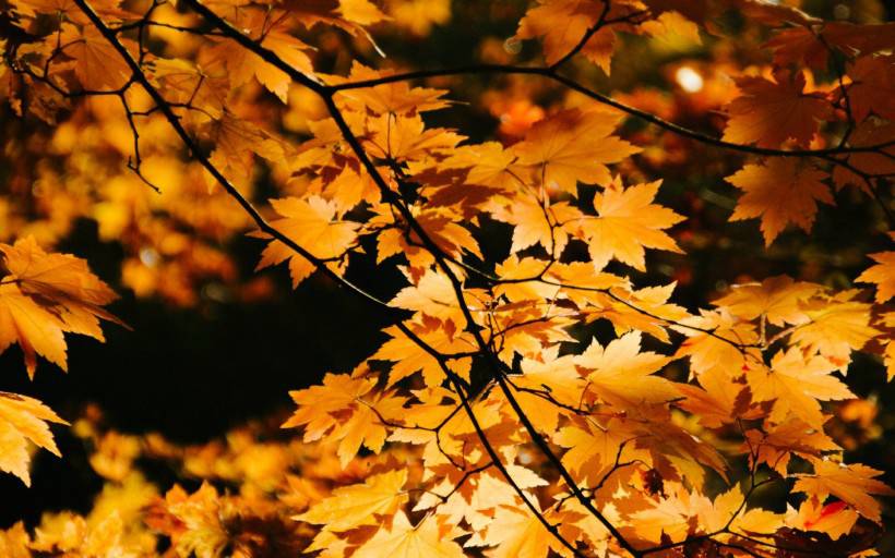 秋季枫叶唯美树林风景图片壁纸