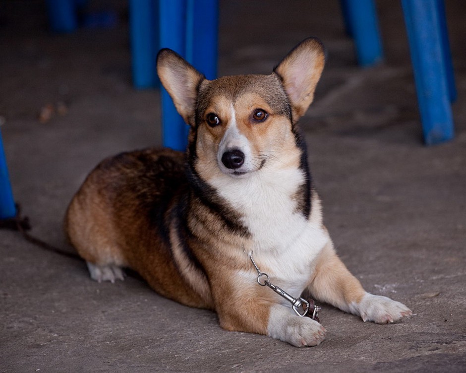 可爱小动物柯基犬