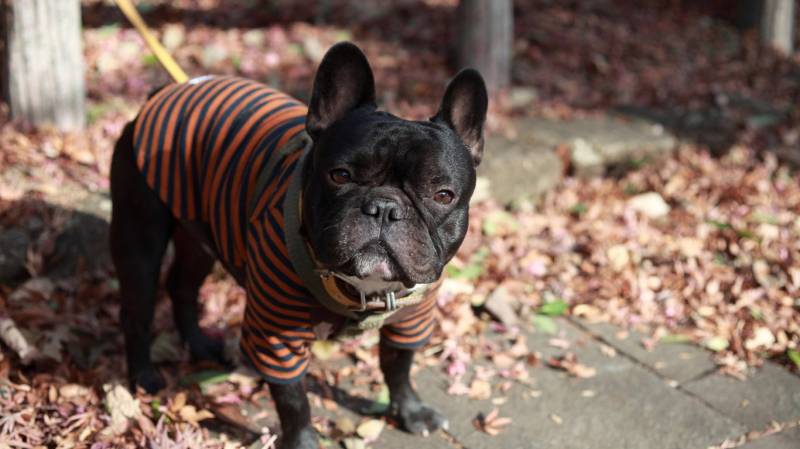 呆萌斗牛可爱美图萌化人心