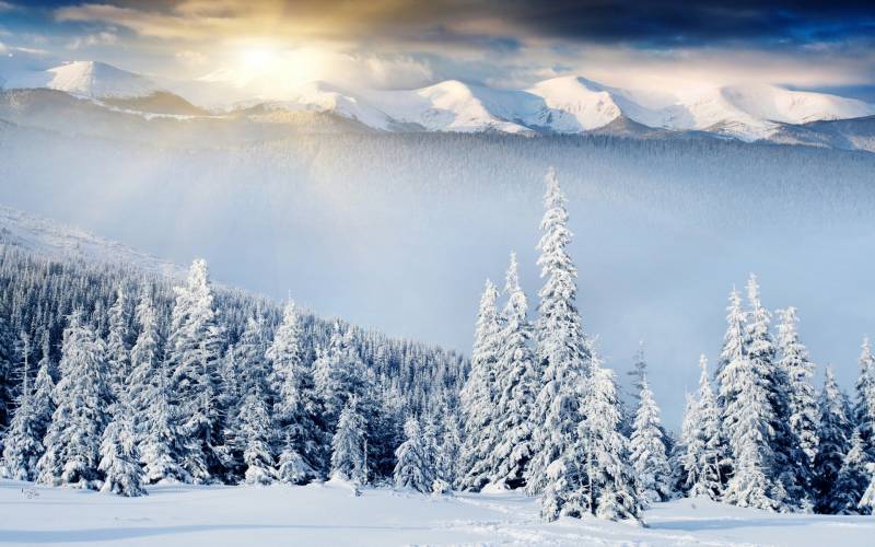 魅力无穷的森林雪景精美壁纸