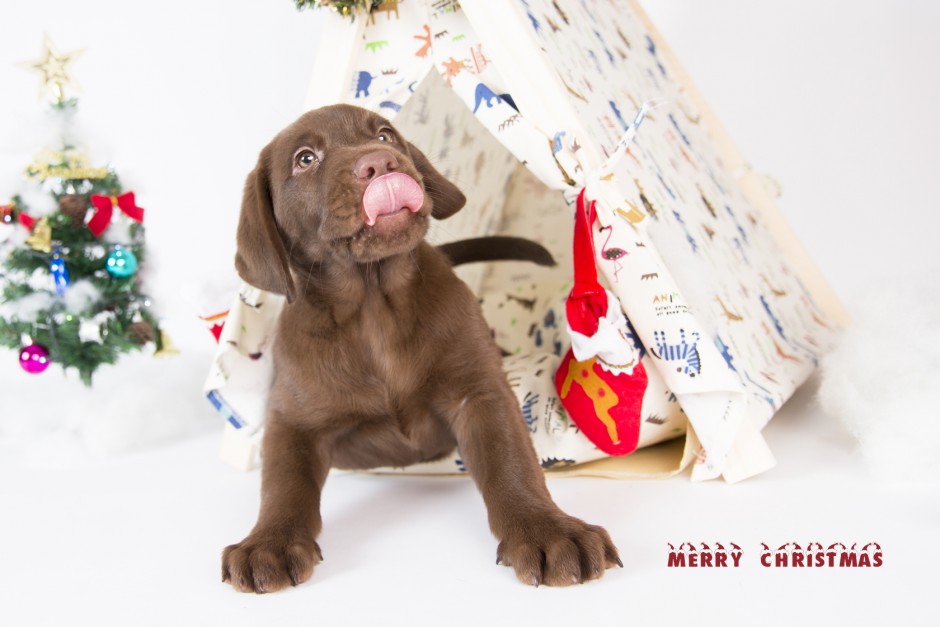 可爱拉布拉多犬圣诞主题摄影图片