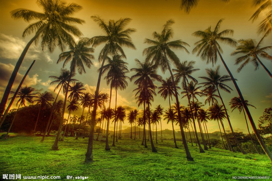 夏威夷椰林唯美风景壁纸