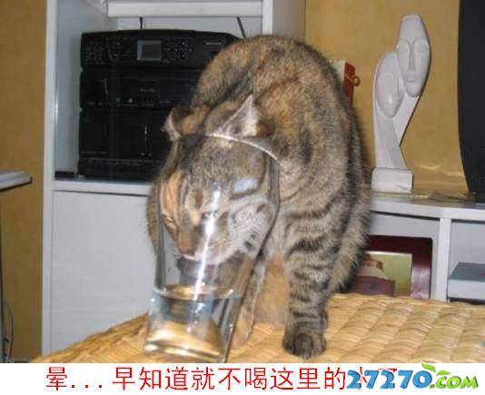 经典可爱小喵猫写真集