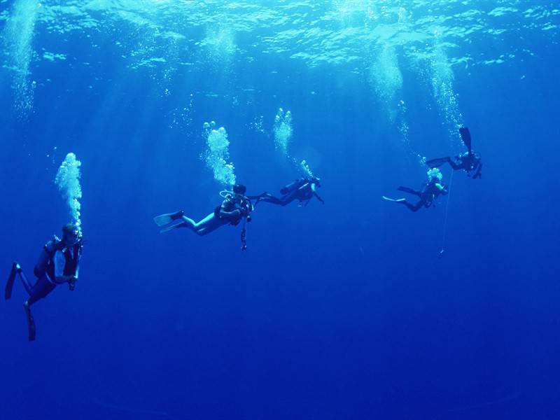 美丽石斑鱼海底世界海洋生物图片