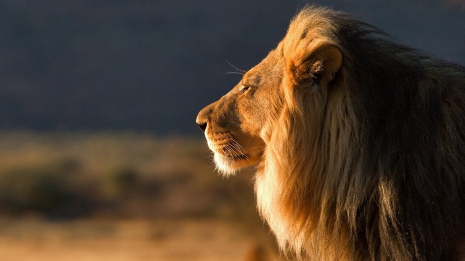 百兽之王非洲狮子高清摄影图片