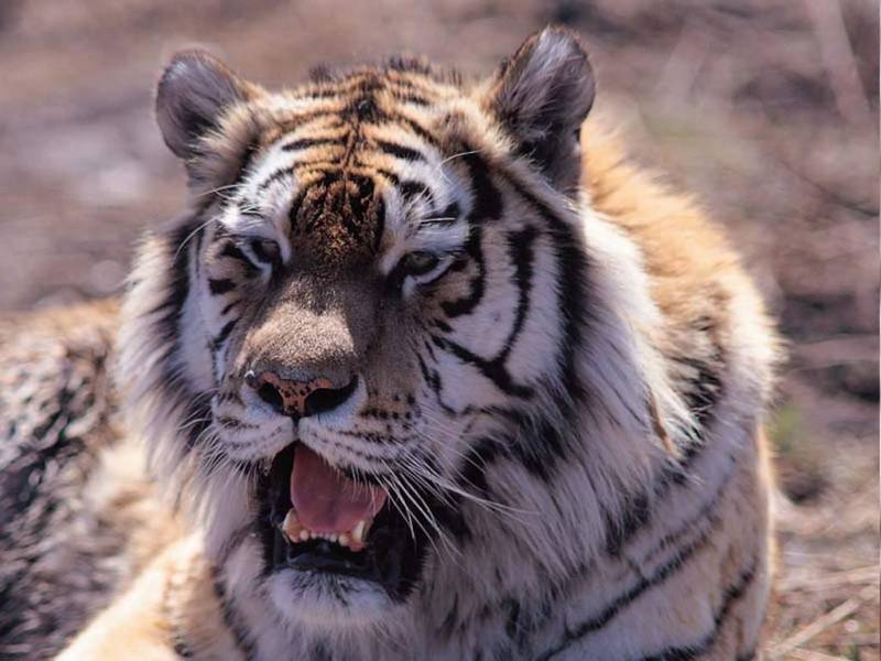 凶猛的森林之王老虎高清图片