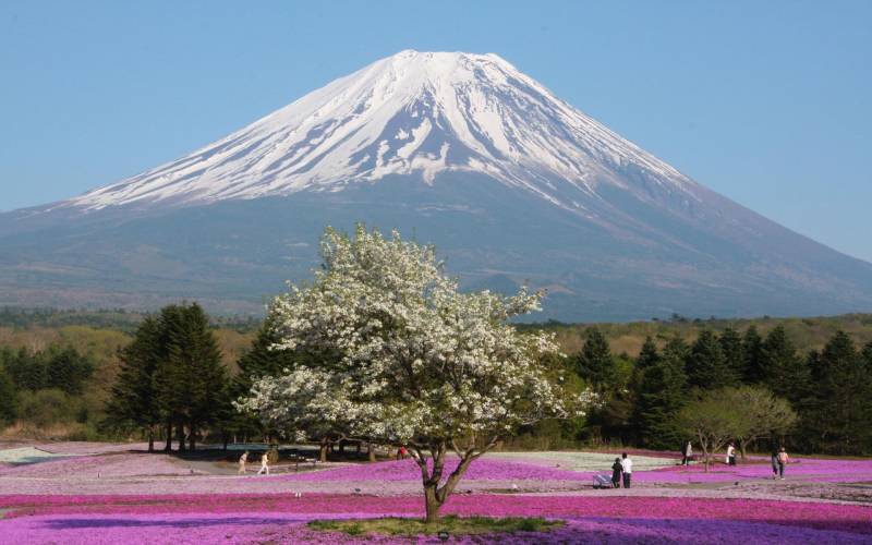 日本富士山的奇观高清桌面壁纸