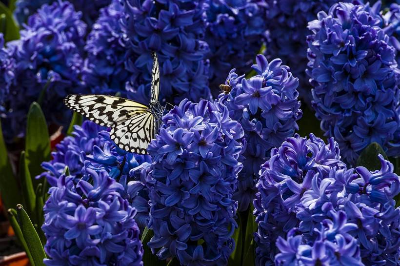 唯美梦幻蝴蝶图片素材