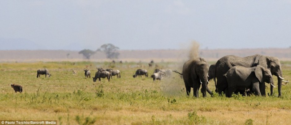 大象围成一圈保护母象分娩