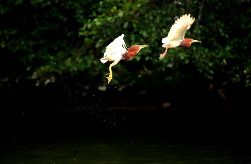 中国鸟类动物池鹭摄影图片