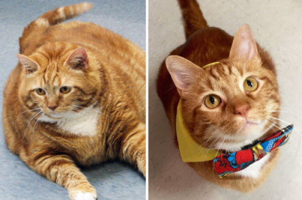 美国肥猫3年减重23斤 成兽医诊所的萌宠儿