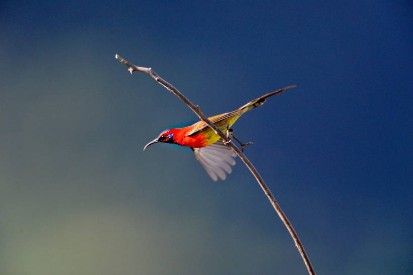 色彩斑斓的太阳鸟唯美高清图片