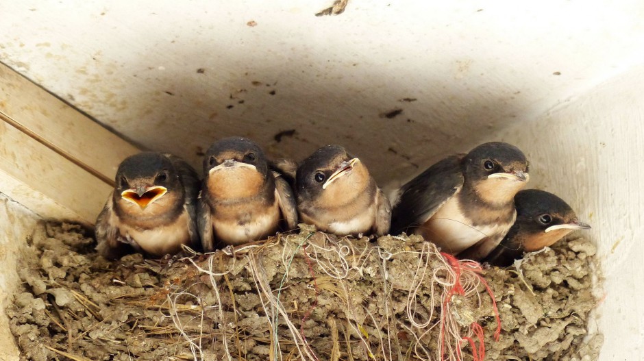 春天小燕子鸟类图片