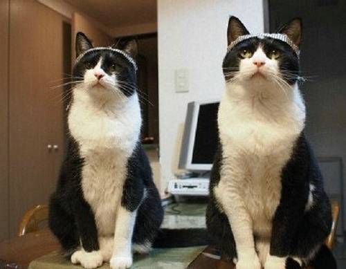 呆萌双胞胎猫咪搞笑萌图精选