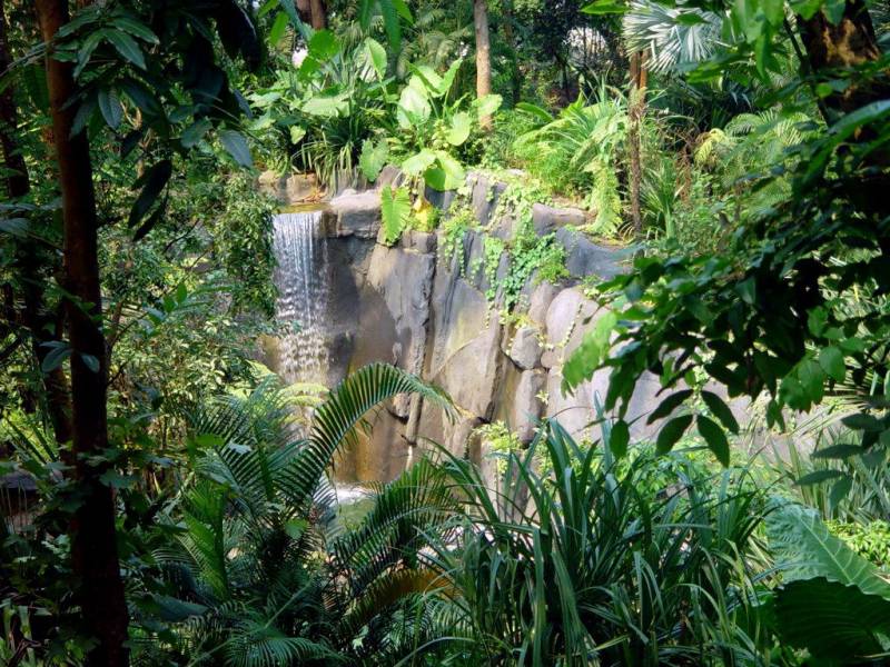 马达加斯加丛林自然风景图片