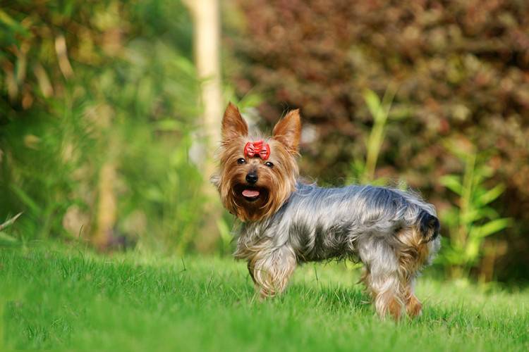 草地调皮玩耍的宠物狗约克夏图片