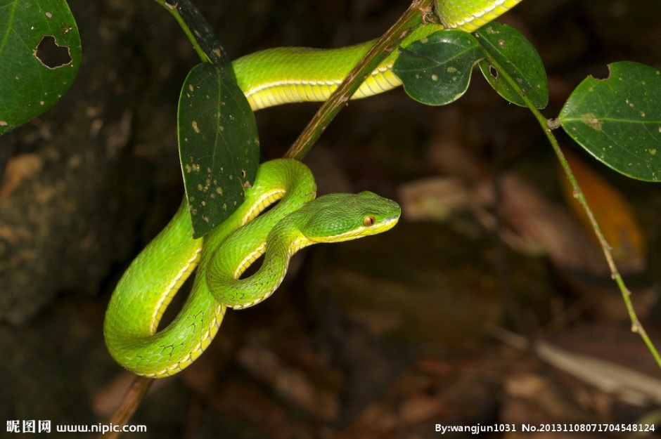 盘曲树干的可怕亚马逊蟒蛇图片