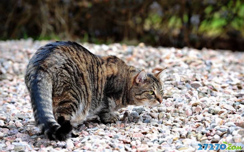 特写 可爱小猫咪