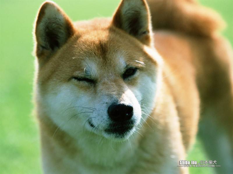 日本柴犬田园玩耍可爱抓拍