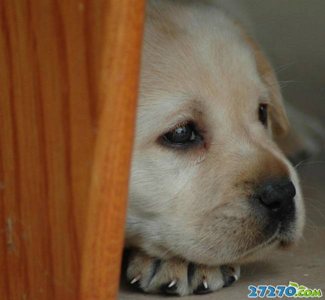 拉布拉多寻回犬